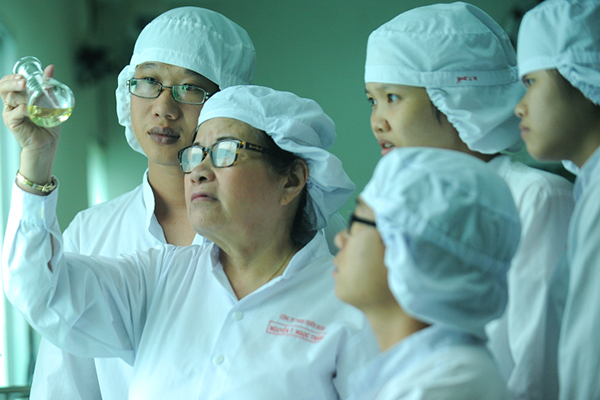 Nước tăng lực đinh lăng: Tìm “đời sống mới” cho một dược liệu quý