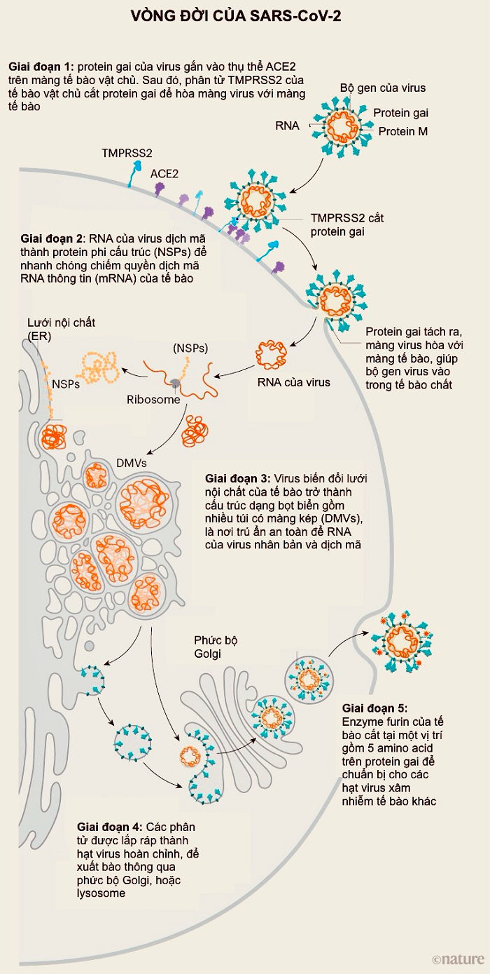 cach-virus-xam-nhiem-te-bao-a-thay