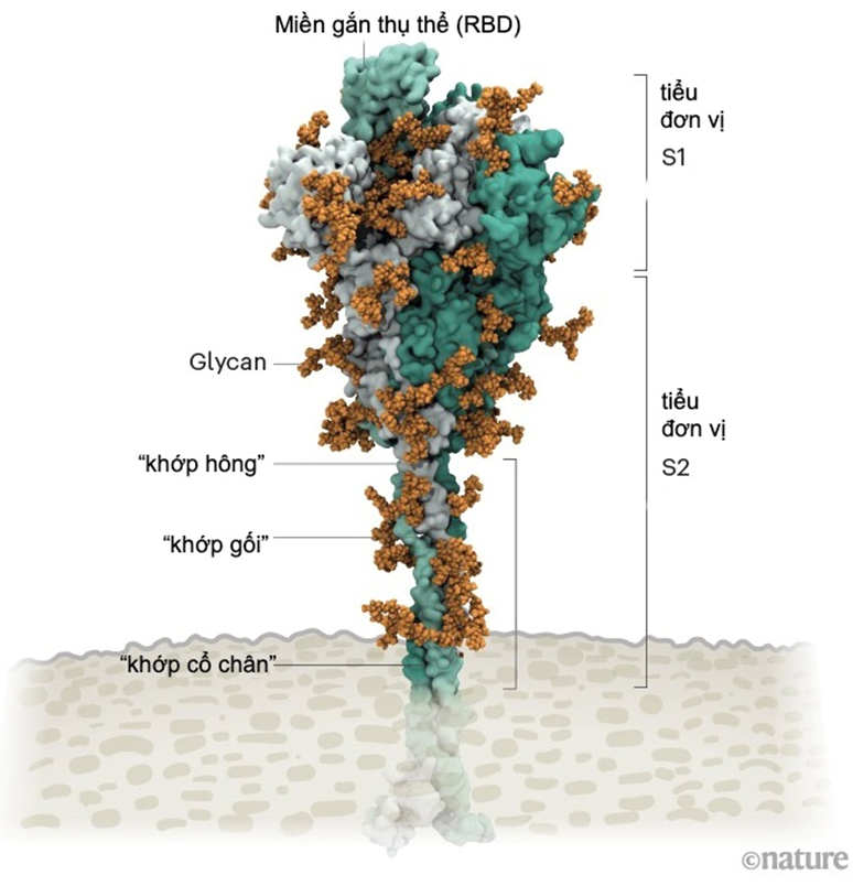 "Mánh khóe" xâm lược tế bào của SARS-CoV-2
