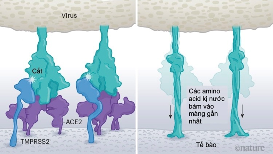 cach-virus-xam-nhiem-te-bao-a3