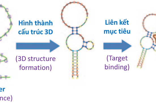 Aptamer và khả năng ứng dụng trong phát triển. Cảm biến sinh học phát hiện virus