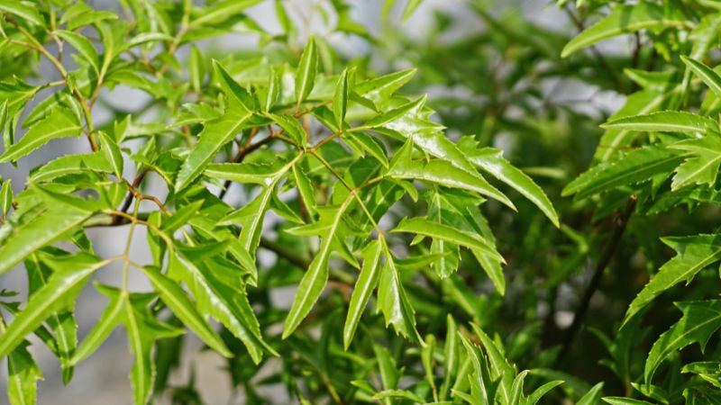 Sàng lọc tác dụng sinh học và xác định thành phần hóa học có hoạt tính của một số loài Đinh lăng (Polyscias) tại Việt Nam