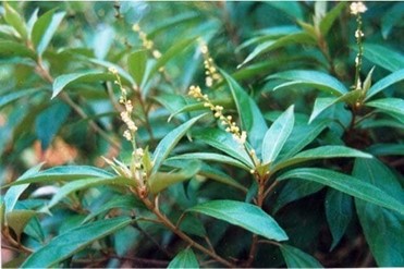 Nghiên cứu phát triển sản phẩm viên nang cứng hỗ trợ điều trị viêm loét dạ dày tá tràng từ bài thuốc cổ truyền Việt Nam gồm khổ sâm cho lá (Croton tonkinensis Gagnep.), bồ công anh (Lactuca indica L.) và khôi tía (Ardisia sylvestris Pitard.)