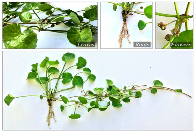 Nghiên cứu quy trình công nghệ chiết xuất cao định chuẩn giàu saponin từ cây rau má (Centella asiatica (L.) Urb., Apiaceae) và bào chế sản phẩm dùng cho các bệnh về da