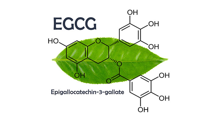 Tiềm năng của Epigallocatechin Gallat (EGCG) từ cây chè Việt Nam trong chăm sóc sức khỏe